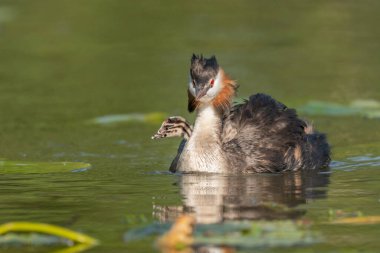 Great Crested Grebe (Podiceps kristali) ve birkaç günlük yavruları nehirde. Bas-Rhin, Collectivite europeenne d 'Alsace, Grand Est, Fransa.