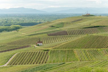 İlkbaharda bağda Eichert Kapelle. Sasbach am Kaiserstuhl, Emmendingen Bade-Wurtemberg, Allemagne, Avrupa.