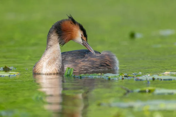 stock image Great Crested Grebe (Podiceps cristatus) on a river. Bas-Rhin, Collectivite europeenne d'Alsace,Grand Est, France.