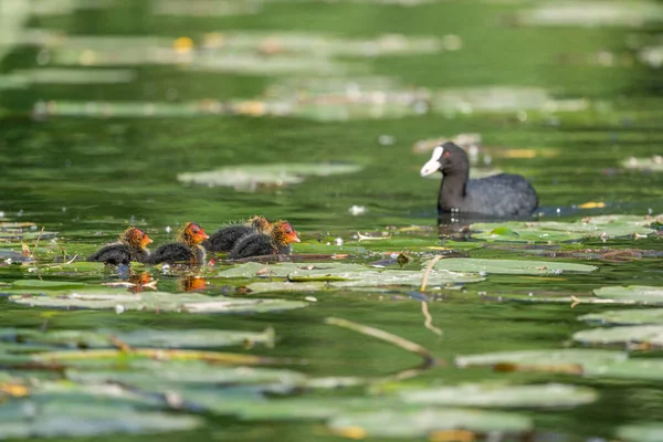 Eurasian Coot Fulica Atra 강에서 새끼들에게 먹이를 가져다준다 Bas Rhin — 스톡 사진