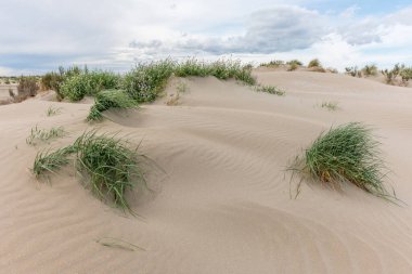 Beauduc sahilindeki koruma altındaki kumulların manzarası. Salin de Giraud, Parc naturel regional de Camargue, Arles, Bouches du Rhone, Provence Alpes Cote d 'Azur, Fransa.