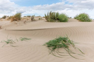 Beauduc sahilindeki koruma altındaki kumulların manzarası. Salin de Giraud, Parc naturel regional de Camargue, Arles, Bouches du Rhone, Provence Alpes Cote d 'Azur, Fransa.