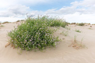 Beauduc sahilindeki koruma altındaki kumulların manzarası. Salin de Giraud, Parc naturel regional de Camargue, Arles, Bouches du Rhone, Provence Alpes Cote d 'Azur, Fransa.