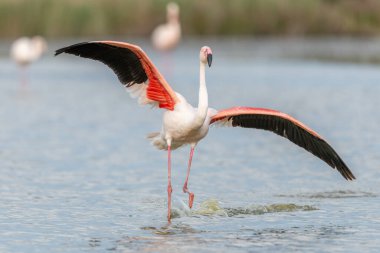 Büyük Flamingolar (Phoenicopterus roseus) ilkbaharda bir Camargue göletine inerler. Saintes Maries de la Mer, Parc naturel regional de Camargue, Arles, Bouches du Rhone, Provence Alpes Cote d 'Azur, Fransa.