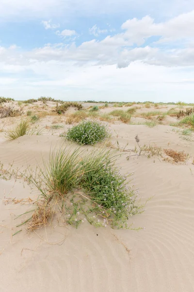 stock image Landscape of protected dunes in Beauduc beach. Salin de Giraud, Parc naturel regional de Camargue, Arles, Bouches du Rhone, Provence Alpes Cote d'Azur, France.