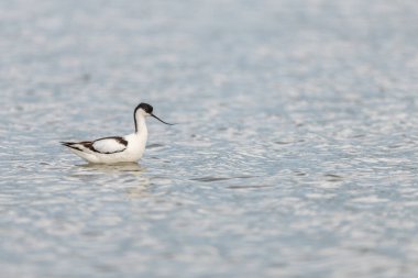 Pied Avocet (Recurvirostra avosetta) bir Camargue göletinde. Saintes Maries de la Mer, Parc naturel regional de Camargue, Arles, Bouches du Rhone, Provence Alpes Cote d 'Azur, Fransa.