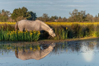 Camargue atı sarı irislerle dolu bir bataklıkta besleniyor Saintes Maries de la Mer, Parc naturel regional de Camargue, Arles, Bouches du Rhone, Provence Alpes Cote d 'Azur, Fransa.
