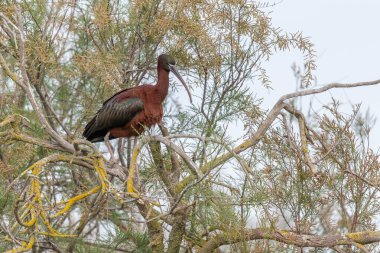 İlkbaharda bir yuva kolonisinde Parlak Ibis (Plegadis falcinellus). Saintes Maries de la Mer, Parc naturel regional de Camargue, Arles, Bouches du Rhone, Provence Alpes Cote d 'Azur, Fransa.