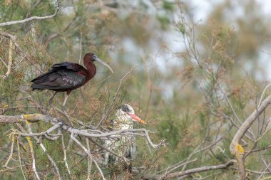 İlkbaharda bir yuva kolonisinde Parlak Ibis (Plegadis falcinellus). Saintes Maries de la Mer, Parc naturel regional de Camargue, Arles, Bouches du Rhone, Provence Alpes Cote d 'Azur, Fransa.