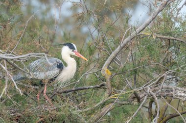 Gri balıkçıl (Ardea cinerea) yuvasında yuva yapan bir kolonidir. Saintes Maries de la Mer, Parc naturel regional de Camargue, Arles, Bouches du Rhone, Provence Alpes Cote d 'Azur, Fransa.