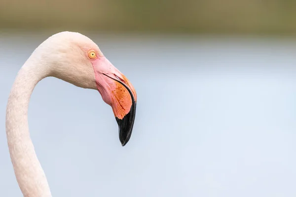 Retrato Flamingos Maior Phoenicopterus Roseus Uma Lagoa Camargue Primavera Saintes — Fotografia de Stock