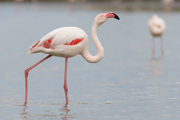 Flamingo Maior Phoenicopterus Roseus Pântano Primavera Saintes Maries Mer Parc — Fotografia de Stock