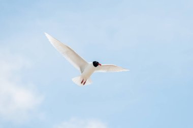 Gökyüzünde uçan deniz kuşları. Akdeniz Martı (Ichthyaetus melanocephalus). Saintes Maries de la Mer, Parc naturel regional de Camargue, Arles, Bouches du Rhone, Provence Alpes Cote d 'Azur, Fransa.