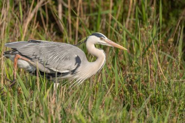 Sazlıkta dinlenen gri balıkçıl (Ardea cinerea). Saintes Maries de la Mer, Parc naturel regional de Camargue, Arles, Bouches du Rhone, Provence Alpes Cote d 'Azur, Fransa.