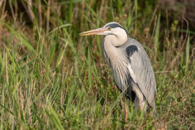 Sazlıkta dinlenen gri balıkçıl (Ardea cinerea). Saintes Maries de la Mer, Parc naturel regional de Camargue, Arles, Bouches du Rhone, Provence Alpes Cote d 'Azur, Fransa.