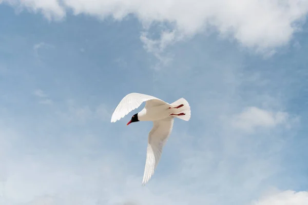 stock image Seabirds in flight in the sky. Mediterranean Gull (Ichthyaetus melanocephalus). Saintes Maries de la Mer, Parc naturel regional de Camargue, Arles, Bouches du Rhone, Provence Alpes Cote d'Azur, France.