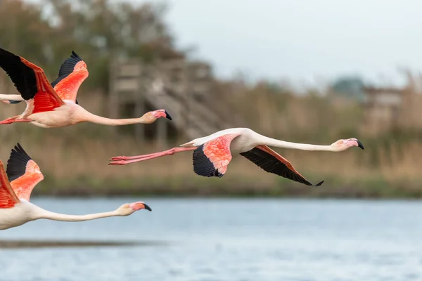 Większe Flamingi Fenicopterus Roseus Latają Wiosną Nad Stawem Saintes Maries — Zdjęcie stockowe