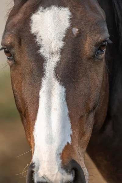Close-up portrait of a brown horse. Bas-Rhin, Collectivite europeenne d'Alsace,Grand Est, France, Europe.