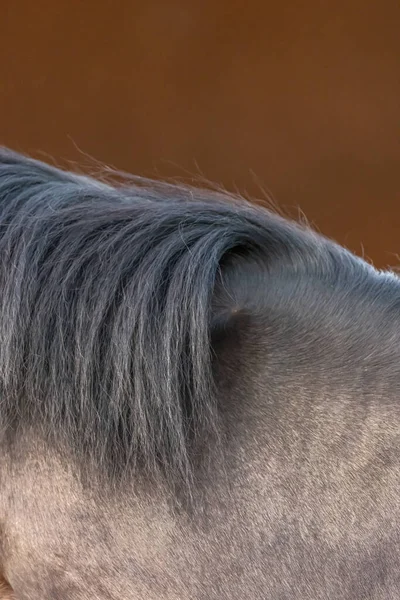 Close-up of a gray horse\'s mane. Bas-Rhin, Collectivite europeenne d\'Alsace,Grand Est, France, Europe.