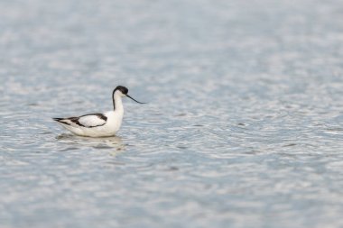 Pied Avocet (Recurvirostra avosetta) bir Camargue göletinde. Saintes Maries de la Mer, Parc naturel regional de Camargue, Arles, Bouches du Rhone, Provence Alpes Cote d 'Azur, Fransa.