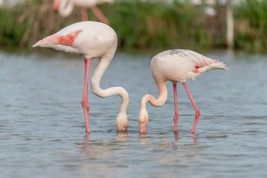 Büyük Flamingo (Phoenicopterus roseus) çifti baharda bir bataklıkta. Saintes Maries de la Mer, Parc naturel regional de Camargue, Arles, Bouches du Rhone, Provence Alpes Cote d 'Azur, Fransa.