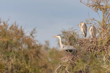 Gri balıkçıl (Ardea cinerea) bir yuva kolonisindeki yuvanın üzerindedir. Saintes Maries de la Mer, Parc naturel regional de Camargue, Arles, Bouches du Rhone, Provence Alpes Cote d 'Azur, Fransa.