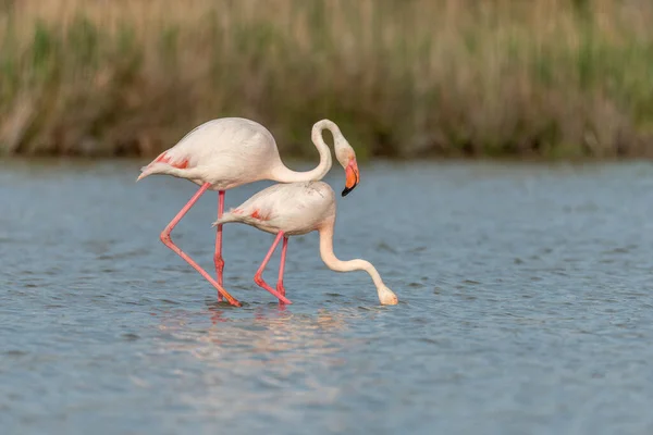 Greater Flamingo Couple Mating Courtship Phoenicopterus Roseus Swamp Spring Saintes — Stock Photo, Image