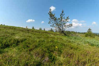 Baharda, yüksek Vosges Dağları 'nın yamaç yolu yakınlarındaki manzarası. Avrupa Birliği d 'Alsace, Grand Est, Fransa, Avrupa.