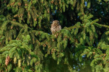 Küçük Baykuş (Athene noctua) bir köknar ağacına tünemişti. Bas-Rhin, Collectivite europeenne d 'Alsace, Grand Est, Fransa.