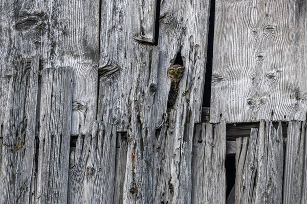 Little Owl (Athene noctua) in a barn looking out. Bas-Rhin, Collectivite europeenne d'Alsace,Grand Est, France.