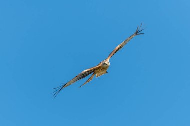 Kızıl Uçurtma (Milvus milvus) ilkbaharda mavi gökyüzünde göç uçuşunda. Bas-Rhin, Collectivite europeenne d 'Alsace, Grand Est, Fransa.