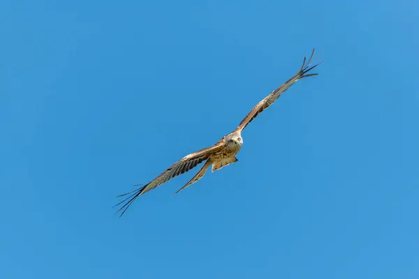 Красный Воздушный Змей Milvus Milvus Миграционном Полете Голубом Небе Весной — стоковое фото