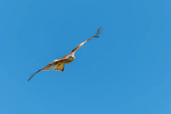 Красный Воздушный Змей Milvus Milvus Миграционном Полете Голубом Небе Весной — стоковое фото