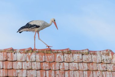 Beyaz leylek (ciconia ciconia) bir evin çatısında yürüyor. Bas-Rhin, Collectivite europeenne d 'Alsace, Grand Est, Fransa, Avrupa.