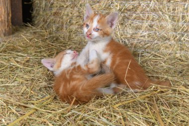 Çiftlik ambarında oynayan iki kedi yavrusu. Bas-Rhin, Collectivite europeenne d 'Alsace, Grand Est, Fransa, Avrupa.