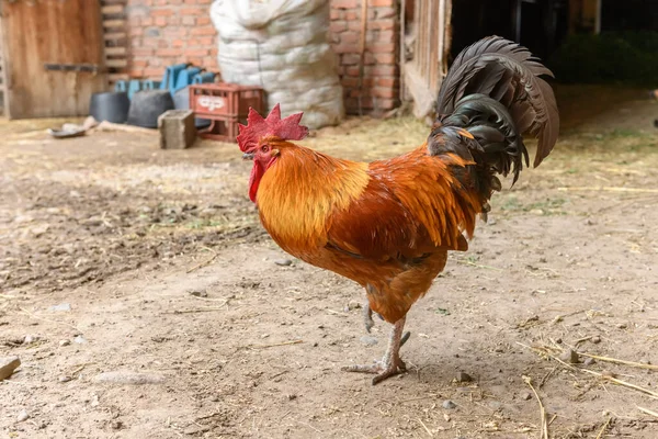 Stock image Free range rooster on a farm. Bas-Rhin, Collectivite europeenne d'Alsace,Grand Est, France, Europe.