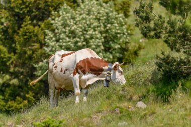 Baharda dağda çan otlayan bir inek. Vosges, Collectivite europeenne d 'Alsace, Grand Est, Fransa, Avrupa.