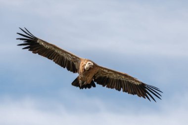 Griffon Vulture (Gyps fulvus) Jonte Vadisi 'ndeki yükselen hava akımlarında zahmetsizce yükseliyor. Le Rozier, Millau, Grands Causses, Florac, Lozere, Occitanie, Cevennes, Fransa.