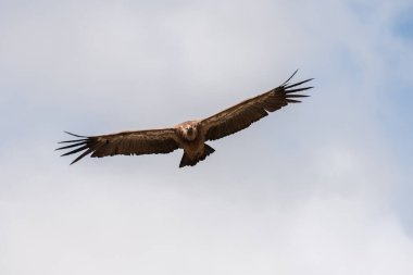 Griffon Vulture (Gyps fulvus) Jonte Vadisi 'ndeki yükselen hava akımlarında zahmetsizce yükseliyor. Le Rozier, Millau, Grands Causses, Florac, Lozere, Occitanie, Cevennes, Fransa.