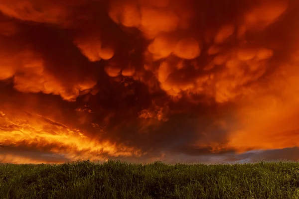 Grandes Nubes Mamíferos Rojos Anaranjados Sobre Prado Saintes Maries Mer —  Fotos de Stock