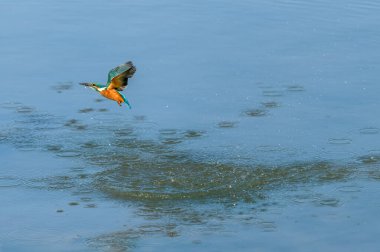 Avrupai balıkçı (Alcedo) uçan balıkta küçük bir balık. Bas-Rhin, Collectivite europeenne d 'Alsace, Grand Est, Fransa.