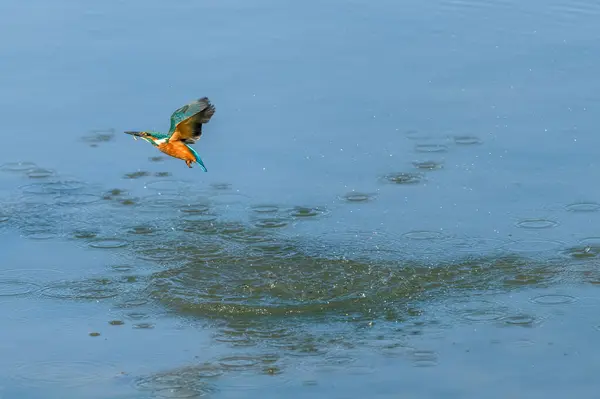 European Kingfisher Alcedo Atthis Flight Fishing Little Fish Bas Rhin — Stock Photo, Image