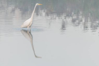 Bataklıkta uçan büyük balıkçıl (Ardea alba). Bas-Rhin, Collectivite europeenne d 'Alsace, Grand Est, Fransa.