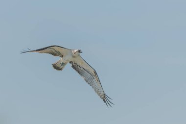 Osprey (Pandion haliaetus) bir bataklığın üzerinde uçuyordu. Bas-Rhin, Collectivite europeenne d 'Alsace, Grand Est, Fransa.