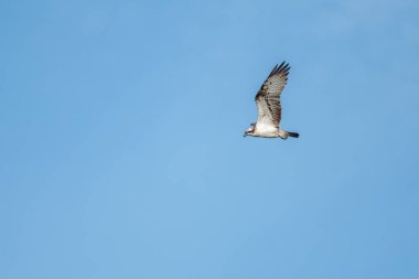 Osprey (Pandion haliaetus) bir bataklığın üzerinde uçuyordu. Bas-Rhin, Collectivite europeenne d 'Alsace, Grand Est, Fransa.