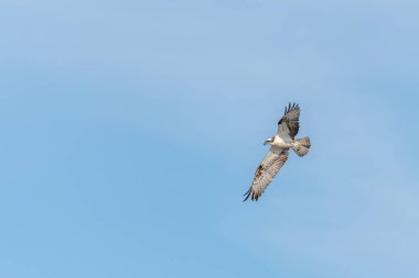 Osprey (Pandion haliaetus) bir bataklığın üzerinde uçuyordu. Bas-Rhin, Collectivite europeenne d 'Alsace, Grand Est, Fransa.