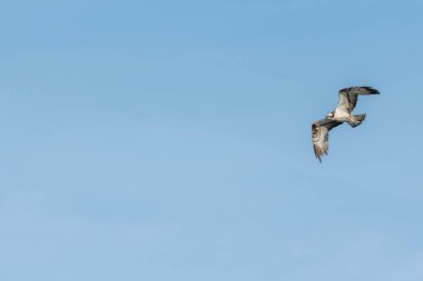 Osprey (Pandion haliaetus) bir bataklığın üzerinde uçuyordu. Bas-Rhin, Collectivite europeenne d 'Alsace, Grand Est, Fransa.