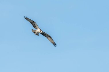 Osprey (Pandion haliaetus) bir bataklığın üzerinde uçuyordu. Bas-Rhin, Collectivite europeenne d 'Alsace, Grand Est, Fransa.