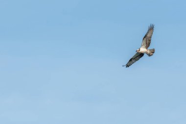 Osprey (Pandion haliaetus) bir bataklığın üzerinde uçuyordu. Bas-Rhin, Collectivite europeenne d 'Alsace, Grand Est, Fransa.