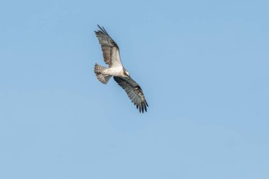 Osprey (Pandion haliaetus) bir bataklığın üzerinde uçuyordu. Bas-Rhin, Collectivite europeenne d 'Alsace, Grand Est, Fransa.